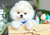 Pomeranian Boo Ayı Surat Yavrularımız